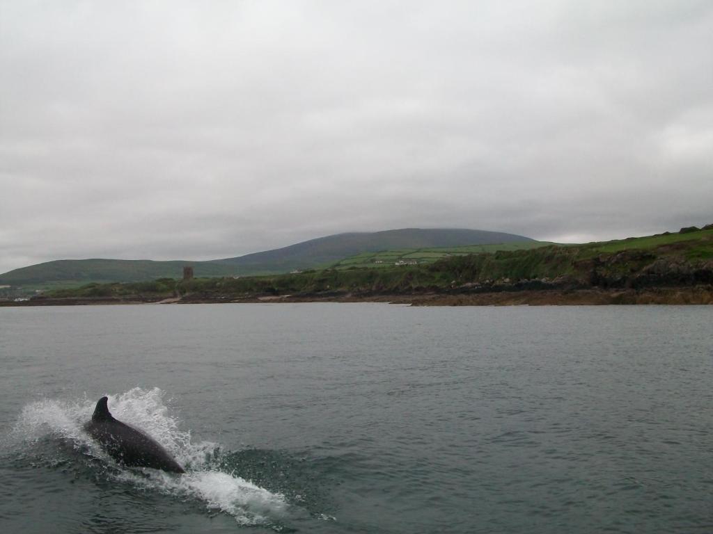 Fiuise B&B Dingle Exterior photo